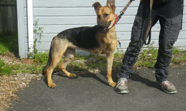 RSPCA rescuer gives a forever home to Lucky after severe injury and amputation