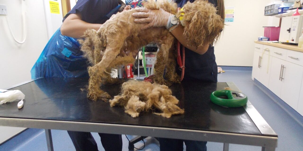 Thirty poodles found in poor environment with matted coats in Haverfordwest
