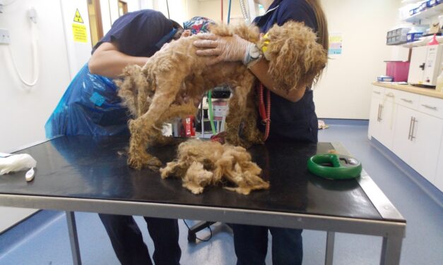 Thirty poodles found in poor environment with matted coats in Haverfordwest