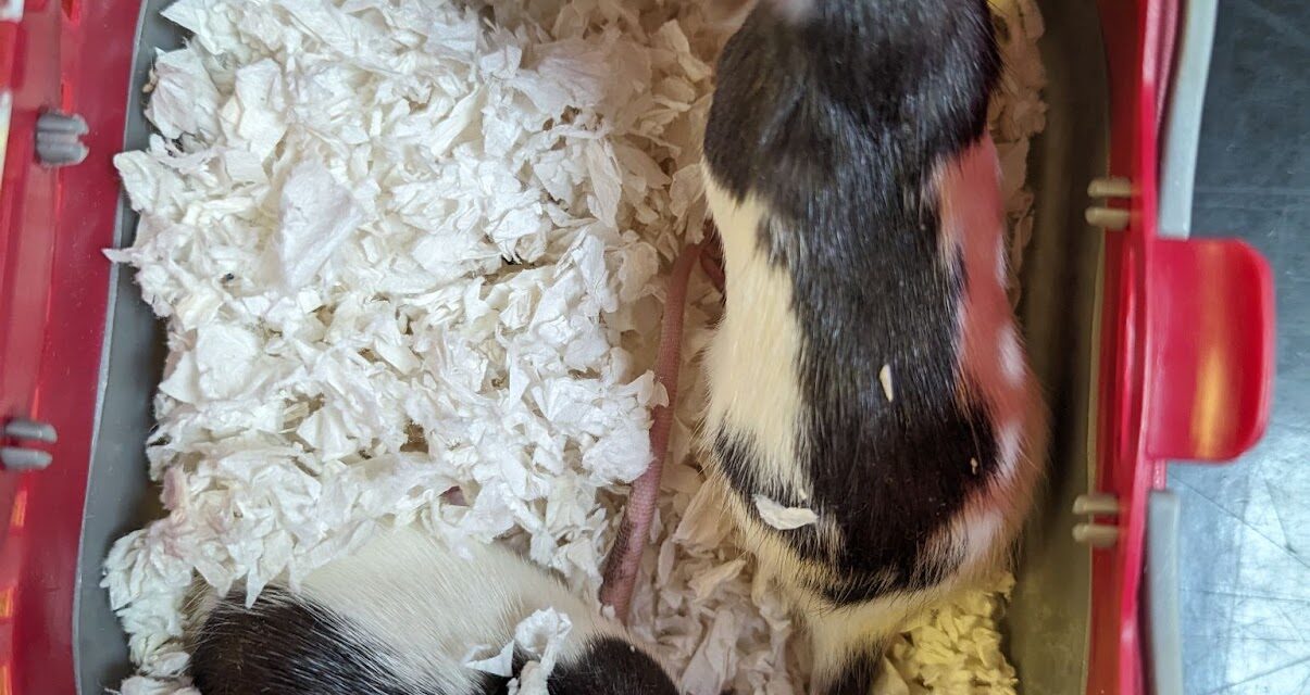 Rats abandoned in pet carrier in Newport