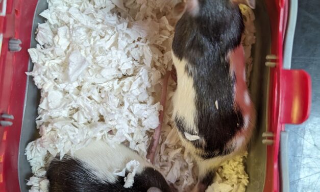 Rats abandoned in pet carrier in Newport