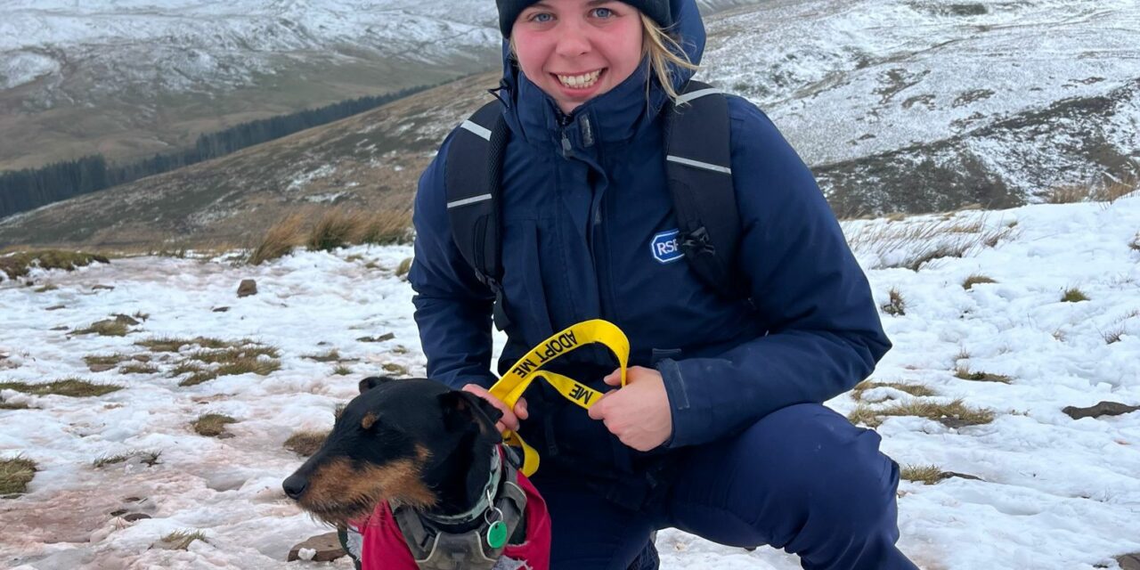 Terrier climbs Pen Y Fan to raise money for charity that’s cared for him for three years