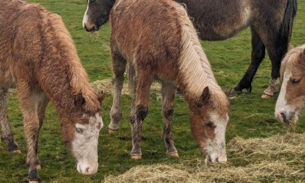 RSPCA Cymru appeal for owner following concerns of pony at common