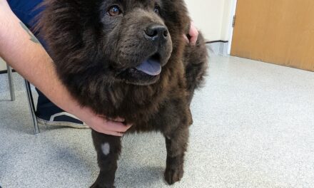 Woman sentenced after dog found dead and another found emaciated in Newport