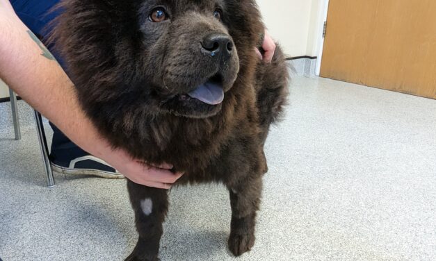 Woman sentenced after dog found dead and another found emaciated in Newport