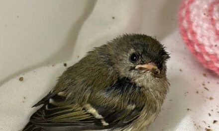Record breaking numbers of people expected to help baby birds this season