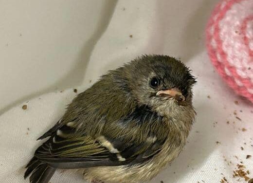 Record breaking numbers of people expected to help baby birds this season