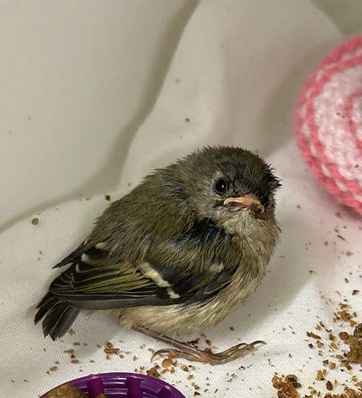 Record breaking numbers of people expected to help baby birds this season