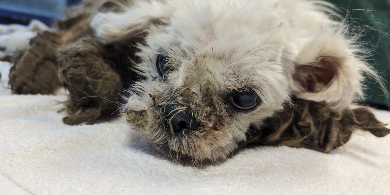 Adoptober 2024: Forever home found for matted dog fly-tipped in Bridgend