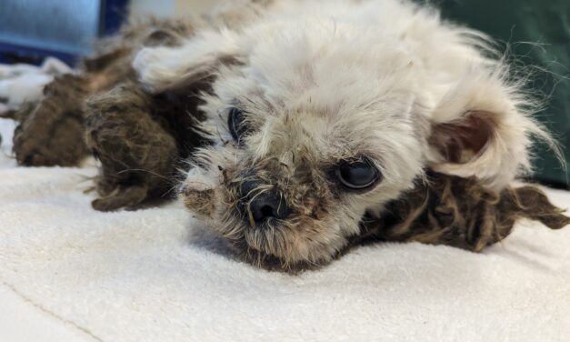Adoptober 2024: Forever home found for matted dog fly-tipped in Bridgend
