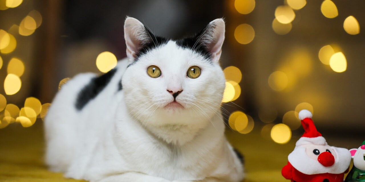 RSPCA’s top tips to save money and have a fun animal-friendly Christmas