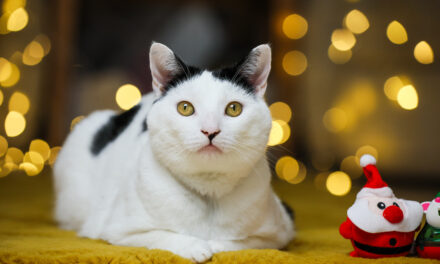 RSPCA’s top tips to save money and have a fun animal-friendly Christmas