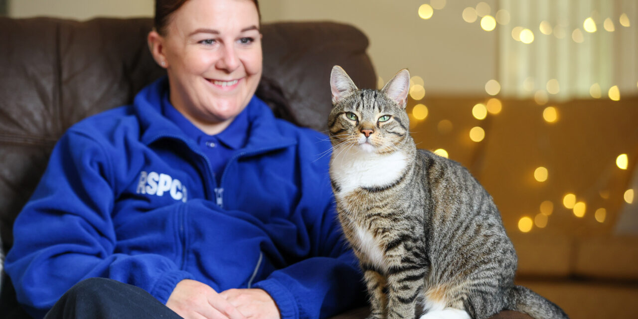Think ahead and make a plan for your pets this Christmas