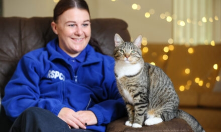 Think ahead and make a plan for your pets this Christmas