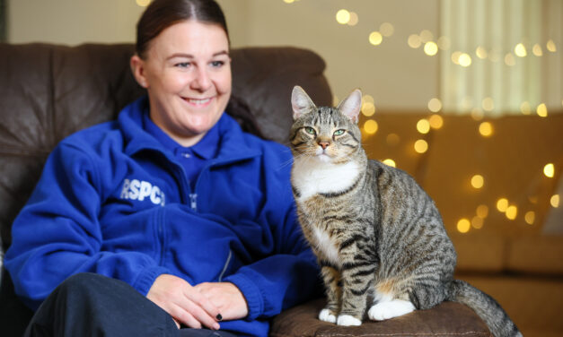 Think ahead and make a plan for your pets this Christmas