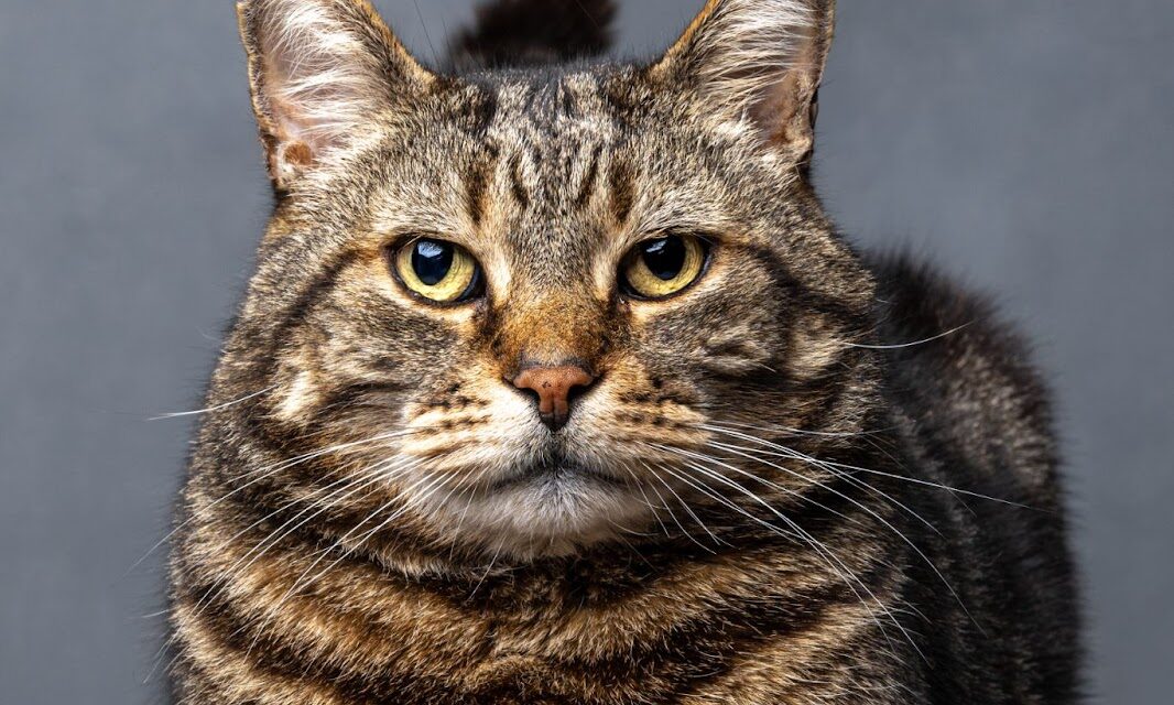 Nine-year-old wins FOUR categories in young photo competition