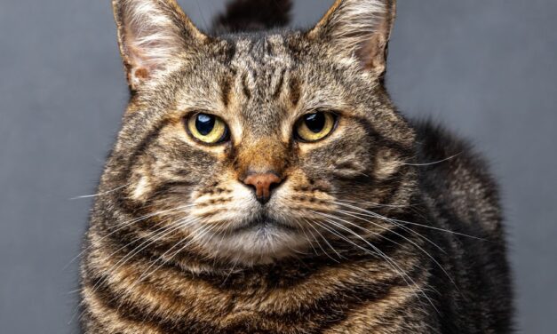 Nine-year-old wins FOUR categories in young photo competition