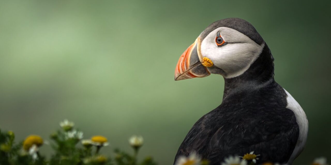 Welsh teenager wins young photography competition with striking puffin image