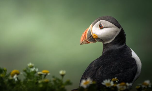 Welsh teenager wins young photography competition with striking puffin image