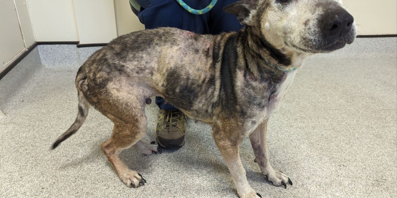 Tredegar woman sentenced after thin dog was found with fur loss and sores