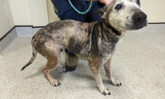Tredegar woman sentenced after thin dog was found with fur loss and sores
