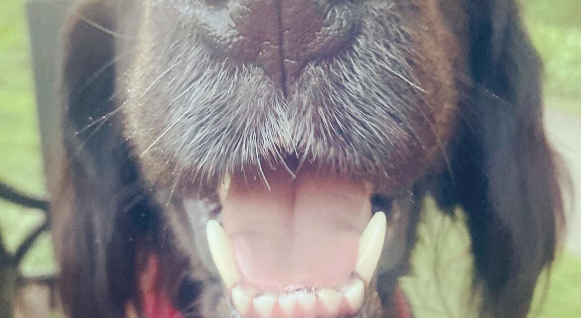 You’ll never guess what your dog’s nose can do