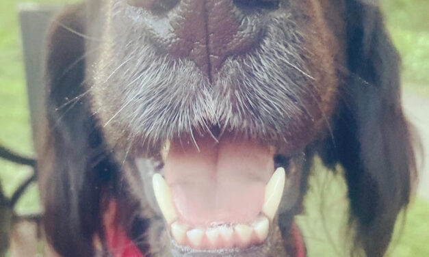You’ll never guess what your dog’s nose can do