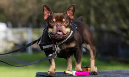 Pooch looking for new home after 250 days