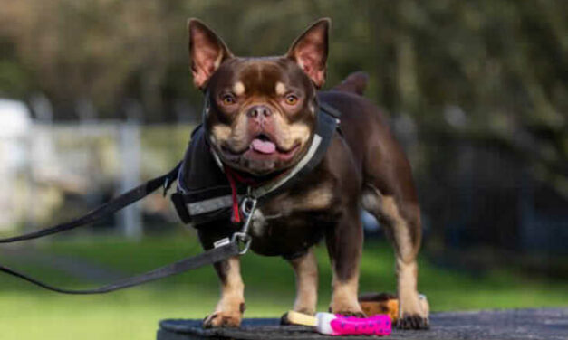 Pooch looking for new home after 250 days