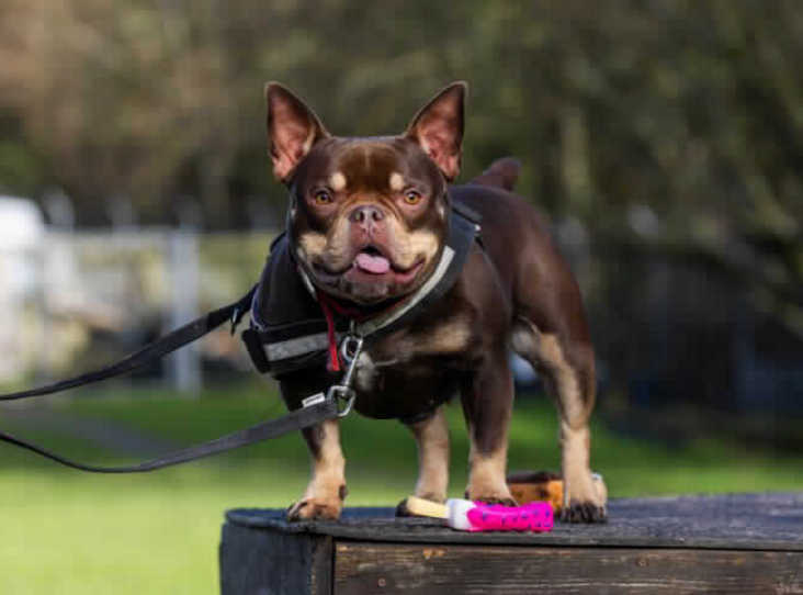 Pooch looking for new home after 250 days
