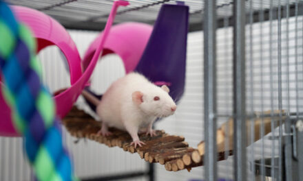 RSPCA wants people to look at rats through a different lens