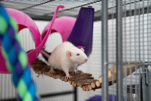 RSPCA wants people to look at rats through a different lens